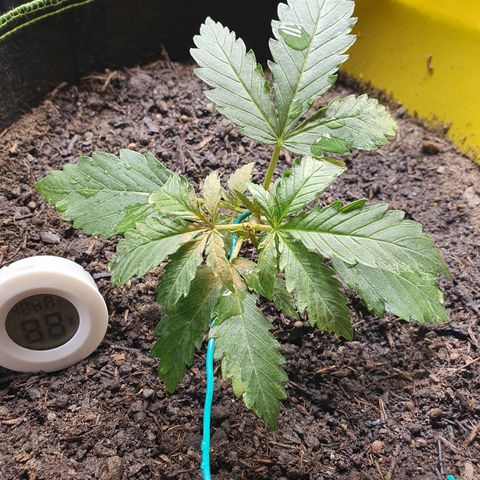 Auto Daiquiri Lime (Dutch Passion) growlog photo: Heute Abend die Spitze und die unteren Blätter abgeschnitten und LST angefangen. Außerdem Pflanzen das erste Mal ordentlich gegossen und die kleinste Pflanze mit Macken an den Blättern habe ich mit 50/50 destilliertes Wasser und ausm Wasserhahn gegossen in der Hoffnung, dass dadurch der pH etwas steigt und evtl die Probleme behoben werden. Ahja nach dem "Köpfen" habe ich etwas Zimtpulver auf die Wunde gemacht 