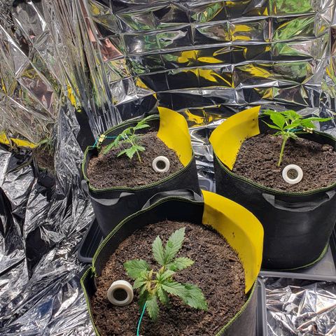 Auto Daiquiri Lime (Dutch Passion) growlog photo: Heute Abend die Spitze und die unteren Blätter abgeschnitten und LST angefangen. Außerdem Pflanzen das erste Mal ordentlich gegossen und die kleinste Pflanze mit Macken an den Blättern habe ich mit 50/50 destilliertes Wasser und ausm Wasserhahn gegossen in der Hoffnung, dass dadurch der pH etwas steigt und evtl die Probleme behoben werden. Ahja nach dem "Köpfen" habe ich etwas Zimtpulver auf die Wunde gemacht 