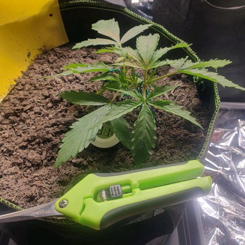 Auto Daiquiri Lime (Dutch Passion) growlog timeline photo