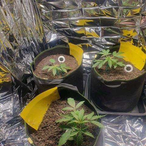 Auto Daiquiri Lime (Dutch Passion) growlog timeline photo