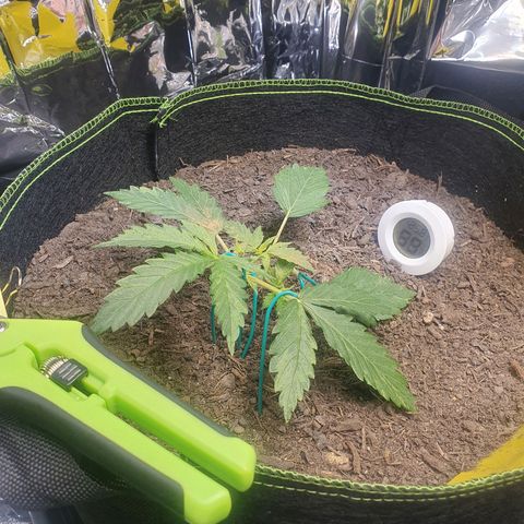 Auto Daiquiri Lime (Dutch Passion) growlog timeline photo