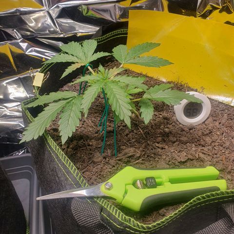 Auto Daiquiri Lime (Dutch Passion) growlog timeline photo