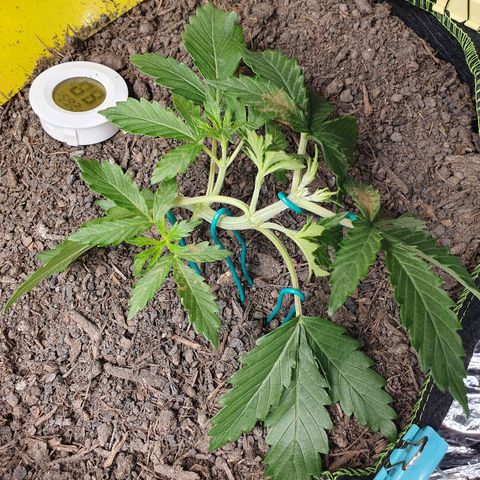 Auto Daiquiri Lime (Dutch Passion) growlog timeline photo