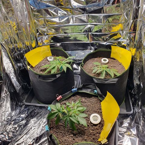 Auto Daiquiri Lime (Dutch Passion) growlog timeline photo