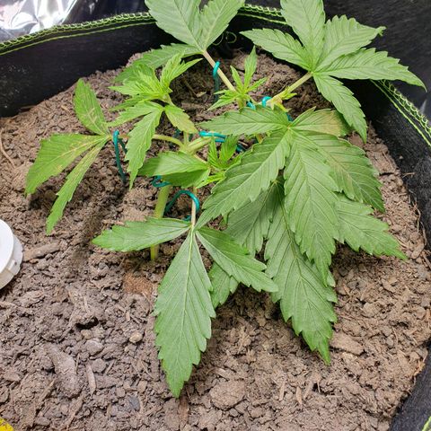 Auto Daiquiri Lime (Dutch Passion) growlog timeline photo