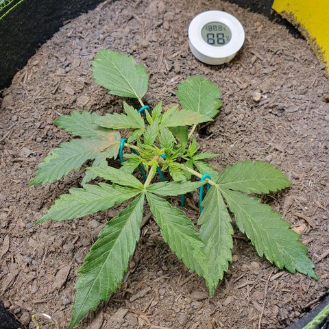 Auto Daiquiri Lime (Dutch Passion) growlog timeline photo