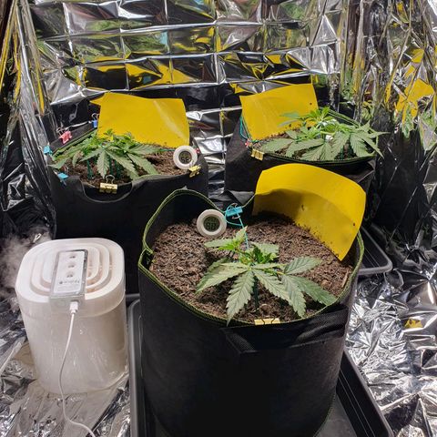 Auto Daiquiri Lime (Dutch Passion) growlog timeline photo