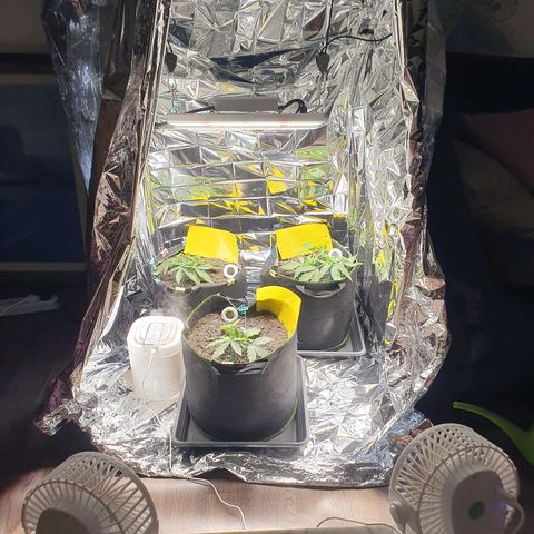 Auto Daiquiri Lime (Dutch Passion) growlog timeline photo