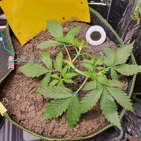 Auto Daiquiri Lime (Dutch Passion) growlog timeline photo