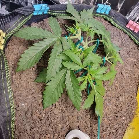 Auto Daiquiri Lime (Dutch Passion) growlog timeline photo