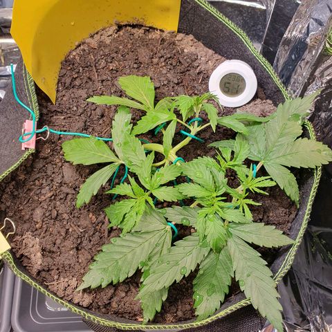 Auto Daiquiri Lime (Dutch Passion) growlog timeline photo
