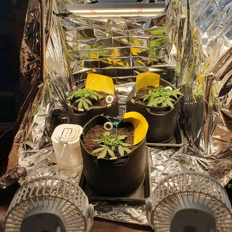 Auto Daiquiri Lime (Dutch Passion) growlog timeline photo