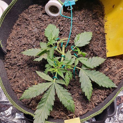 Auto Daiquiri Lime (Dutch Passion) growlog timeline photo