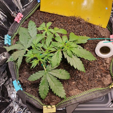 Auto Daiquiri Lime (Dutch Passion) growlog timeline photo