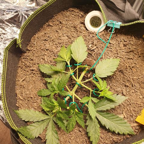 Auto Daiquiri Lime (Dutch Passion) growlog timeline photo