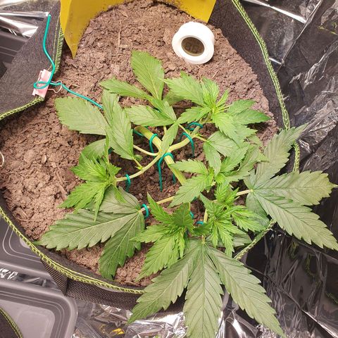 Auto Daiquiri Lime (Dutch Passion) growlog timeline photo