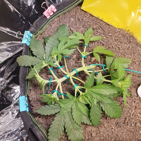 Auto Daiquiri Lime (Dutch Passion) growlog timeline photo