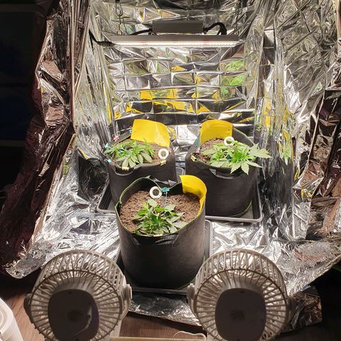Auto Daiquiri Lime (Dutch Passion) growlog timeline photo