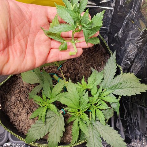 Auto Daiquiri Lime (Dutch Passion) growlog photo: Hab wohl gestern zu dolle LST gemacht 😓 und das ist die größte gesündeste gewesen 