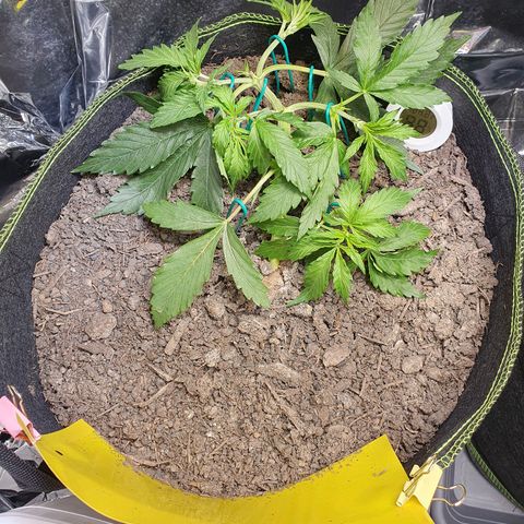 Auto Daiquiri Lime (Dutch Passion) growlog photo: Nach dem Beschneiden 