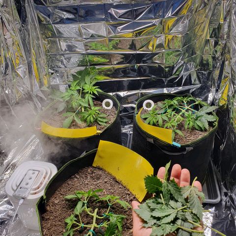 Auto Daiquiri Lime (Dutch Passion) growlog photo: Nach dem Beschneiden 