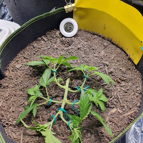 Auto Daiquiri Lime (Dutch Passion) growlog photo: Nach dem Beschneiden 