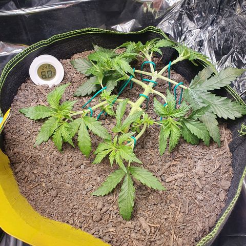 Auto Daiquiri Lime (Dutch Passion) growlog photo: Nach dem Beschneiden 