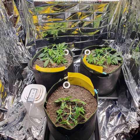 Auto Daiquiri Lime (Dutch Passion) growlog photo: Nach dem Beschneiden 