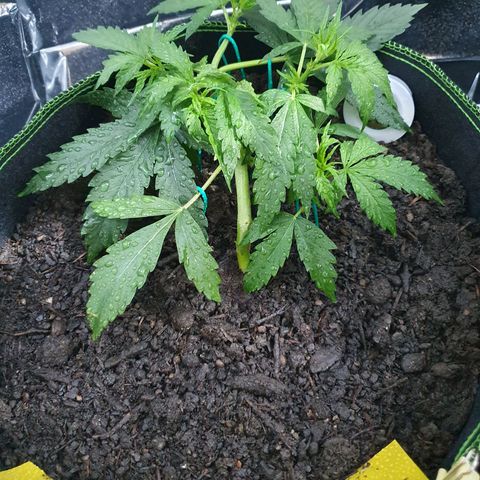 Auto Daiquiri Lime (Dutch Passion) growlog photo: Aus den abgeschnittenen Blättern wird irgendwann Tee gemacht 🙌🌱🪴👍