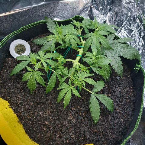Auto Daiquiri Lime (Dutch Passion) growlog photo: Aus den abgeschnittenen Blättern wird irgendwann Tee gemacht 🙌🌱🪴👍