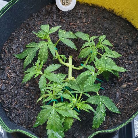 Auto Daiquiri Lime (Dutch Passion) growlog photo: Aus den abgeschnittenen Blättern wird irgendwann Tee gemacht 🙌🌱🪴👍