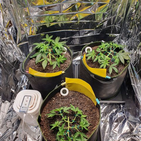 Auto Daiquiri Lime (Dutch Passion) growlog timeline photo