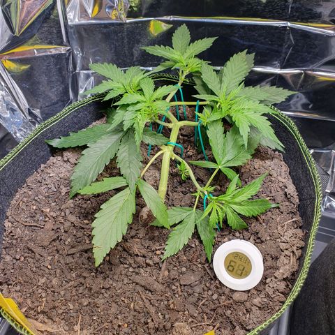 Auto Daiquiri Lime (Dutch Passion) growlog timeline photo
