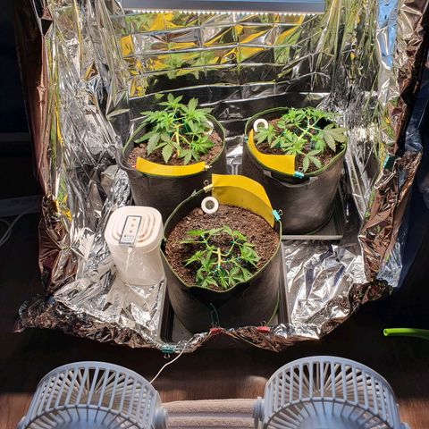 Auto Daiquiri Lime (Dutch Passion) growlog timeline photo