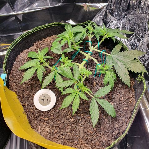 Auto Daiquiri Lime (Dutch Passion) growlog timeline photo
