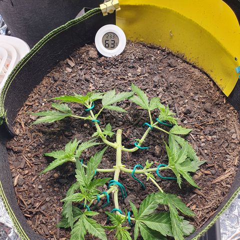 Auto Daiquiri Lime (Dutch Passion) growlog timeline photo