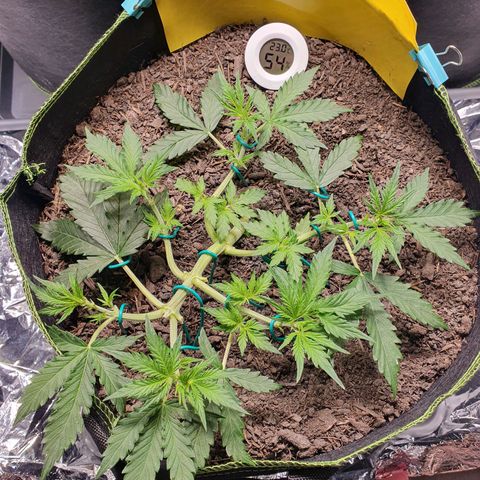 Auto Daiquiri Lime (Dutch Passion) growlog timeline photo