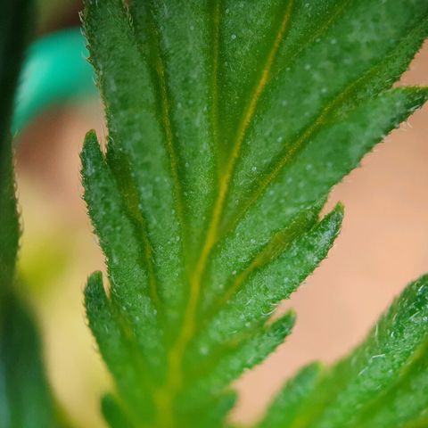 Auto Daiquiri Lime (Dutch Passion) growlog timeline photo