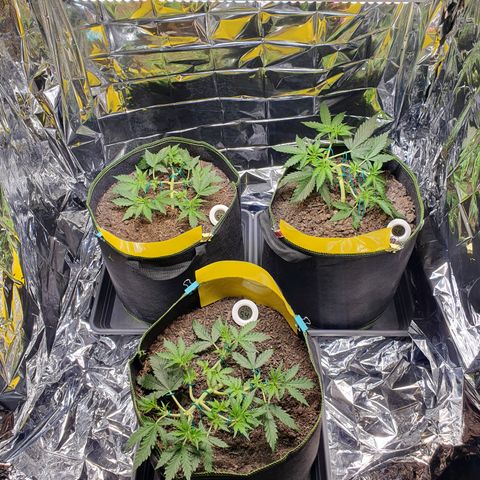 Auto Daiquiri Lime (Dutch Passion) growlog timeline photo