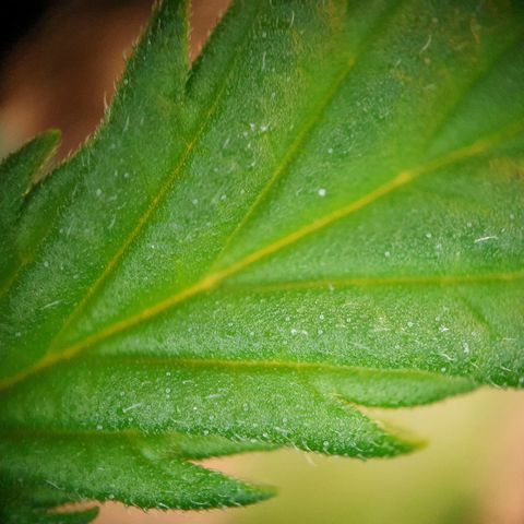 Auto Daiquiri Lime (Dutch Passion) growlog timeline photo