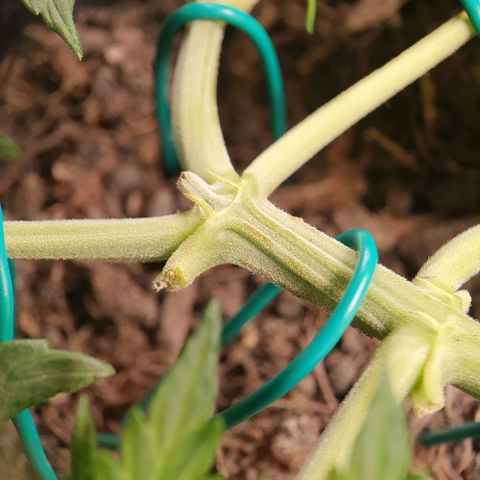 Auto Daiquiri Lime (Dutch Passion) growlog timeline photo