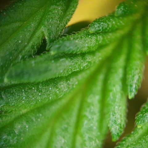 Auto Daiquiri Lime (Dutch Passion) growlog timeline photo