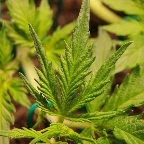 Auto Daiquiri Lime (Dutch Passion) growlog timeline photo