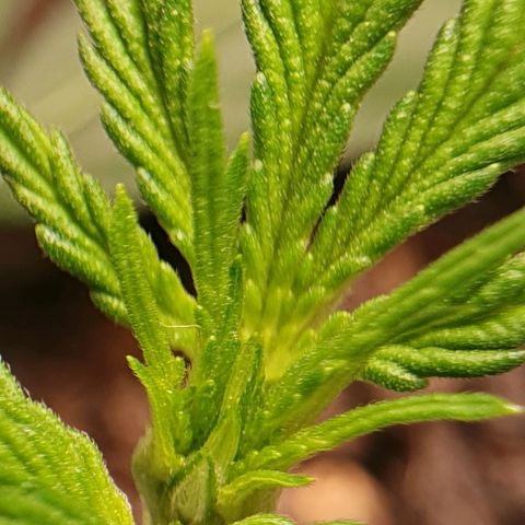 Auto Daiquiri Lime (Dutch Passion) growlog timeline photo