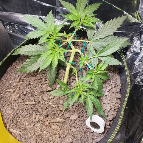 Auto Daiquiri Lime (Dutch Passion) growlog timeline photo