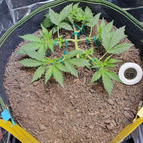Auto Daiquiri Lime (Dutch Passion) growlog timeline photo