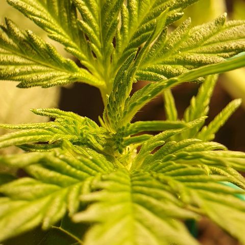 Auto Daiquiri Lime (Dutch Passion) growlog timeline photo