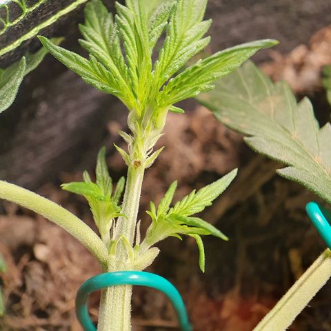 Auto Daiquiri Lime (Dutch Passion) growlog timeline photo