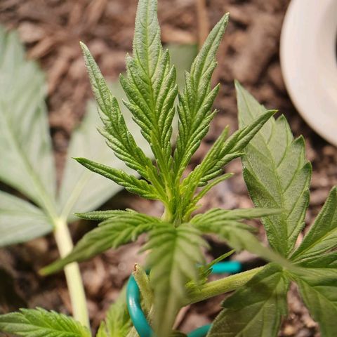 Auto Daiquiri Lime (Dutch Passion) growlog timeline photo