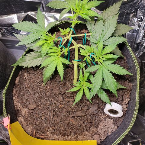 Auto Daiquiri Lime (Dutch Passion) growlog timeline photo